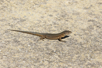 Lilfords wall lizard, Podarcis lilfordi giglioli