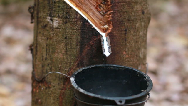 High quality latex, rubber plantations in Thailand.