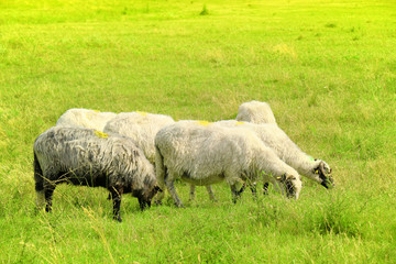 Sheep grazing on lush grass
