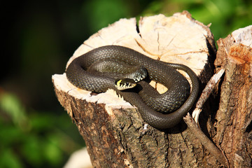 snake