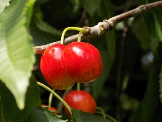 Cherries