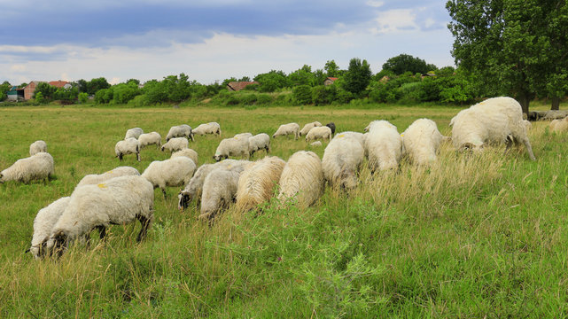 Sheep grazing on lush grass