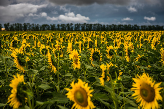 Sunflowers/ field of sunflowers