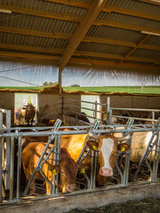 Kühe im Stall