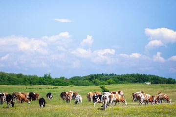 Küchenrückwand glas motiv Kuh Kühe auf der Weide