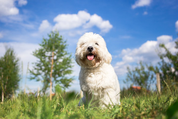 Coton de Tulear dog portrait in garden