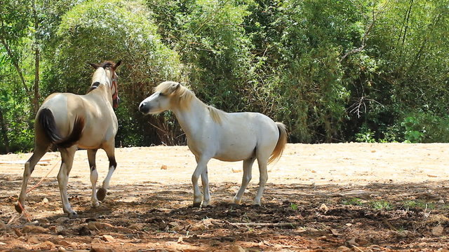 thai pony horse