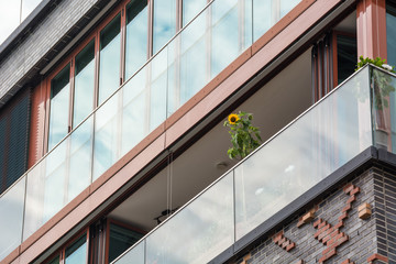 Aerial view one blooming yellow sunflower on luxury apartment balcony. Closeup view of the exterior...