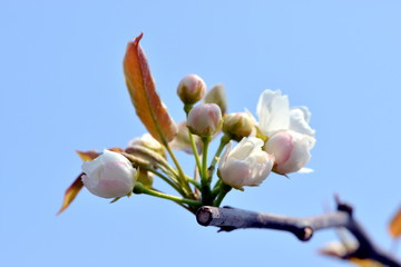 梨の花