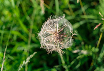 closeup view of old dried dandelion against dark green grass background