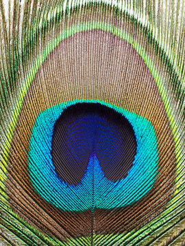 macro image of peacock feather texture for background.
