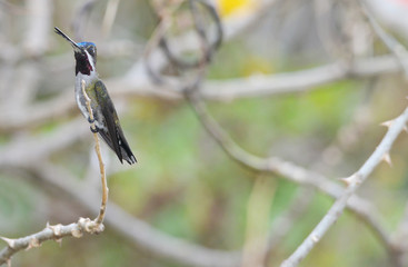 Long-billed Starthroat (Heliomaster longirostris)