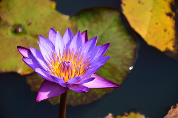 violet waterlily, lotus