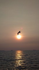 seagull and sunset