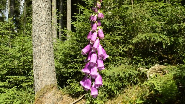Fingerhut, Digitalis purpurea, Bl&uuml;te der giftigen Heilpflanze