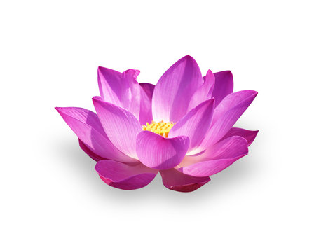 Fototapeta Lotus