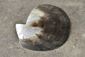 Shell on the ground from top view