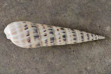 Shell on the ground from top view