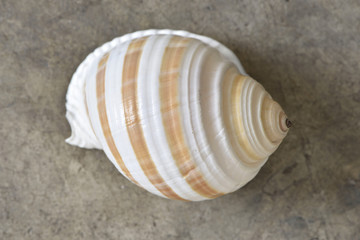 Shell on the ground from top view