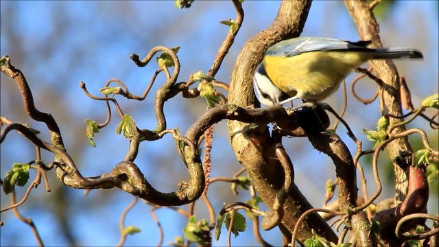 Blaumeise im April im Haselnussbaum in der Morgensonne
