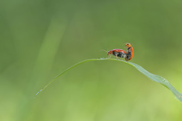 Fototapeta premium Mating Ladybugs