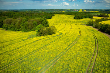 Obraz premium Colza field