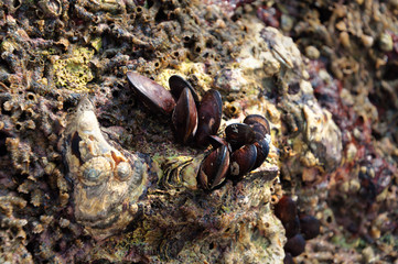 Mussel shells on a stone