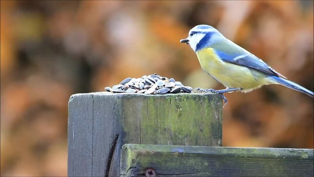 Blaumeise pickt Winterfutter auf Pfosten
