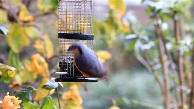 Kleiber pickt Sonnenblumenkerne im Herbst
