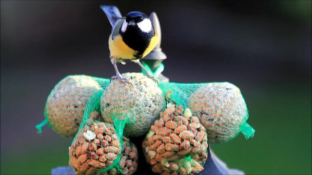 Kohlmeise pickt Winterfutter aus dem Futternetz 
