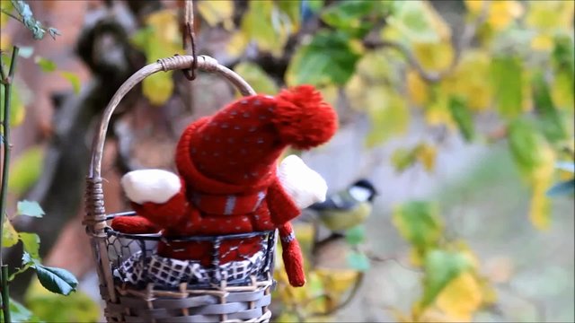 Kohlmeise pickt am Meisenkn&ouml;del im drehenden Korb mit Winter Puppe 
