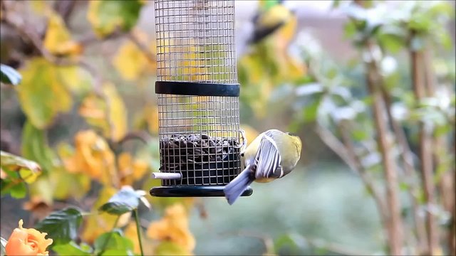 Kohlmeise Meise pickt Sonnenblumenkerne
