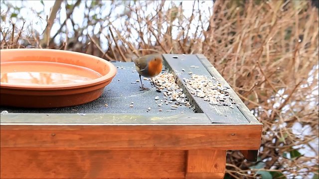 Rotkehlchen pickt Winterfutter im Herbst
