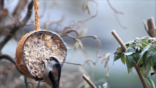 Schwanzmeise Meise pickt Winterfutter aus Kokosnuss Schale mit  Fettfutter
