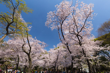 桜が満開の上野公園
