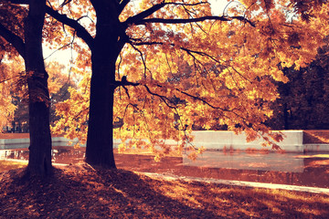 autumn landscape in Holland Park