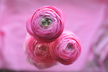 Ranunculus on pink background