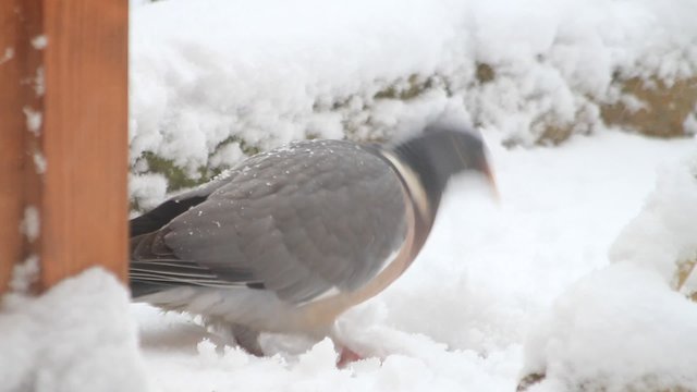 Ringeltaube,  Taube pickt Futter im Schnee, Taube, Wood pigeon, Winter
