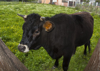 Fototapeta premium Lone cow