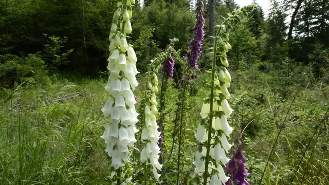 Fingerhut, Digitalis purpurea, seltene wei&szlig;e Bl&uuml;te der giftigen Heilpflanze
