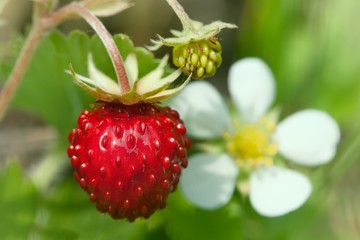 Closeup of a wild strawberry with berries and florets