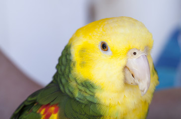 Green and Yellow Parrot at a Community Gathering