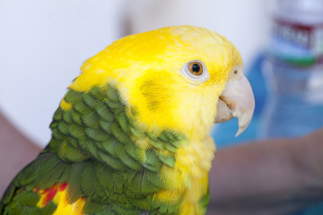 Green and Yellow Parrot at a Community Gathering