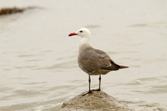 Seagull perched on rock