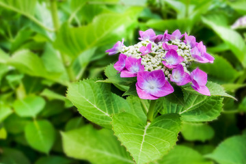 Lacecap hydrangea
