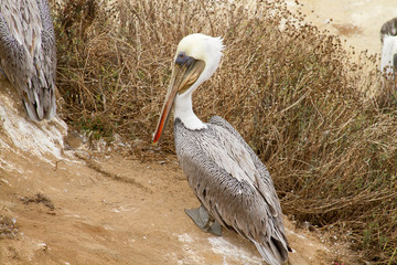 Pelican At A Coastal Site