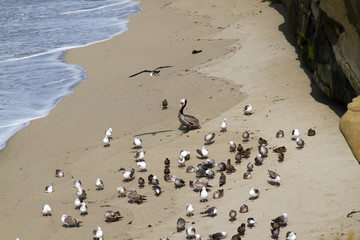 Fototapeta na wymiar Pelican At A Coastal Site