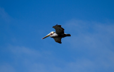 Pelican At A Coastal Site