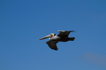 Pelican At A Coastal Site