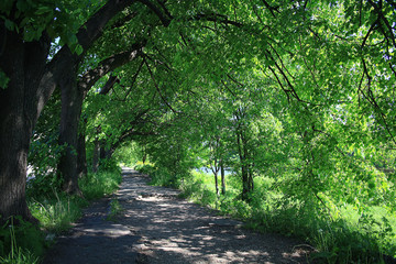 Summer in the city park landscape